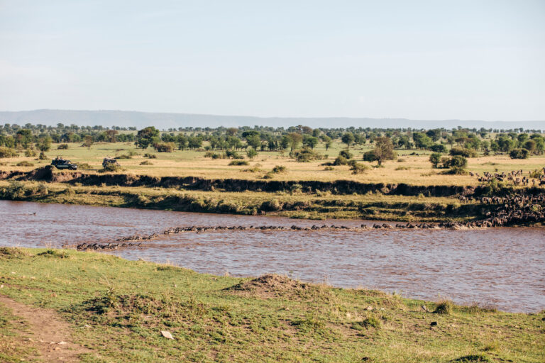 Wildebeest during Serengeti National Park Safari