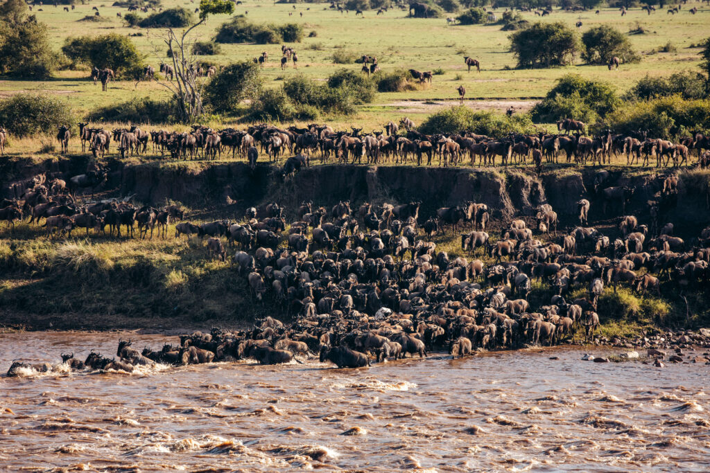 Serengeti National Park Safari