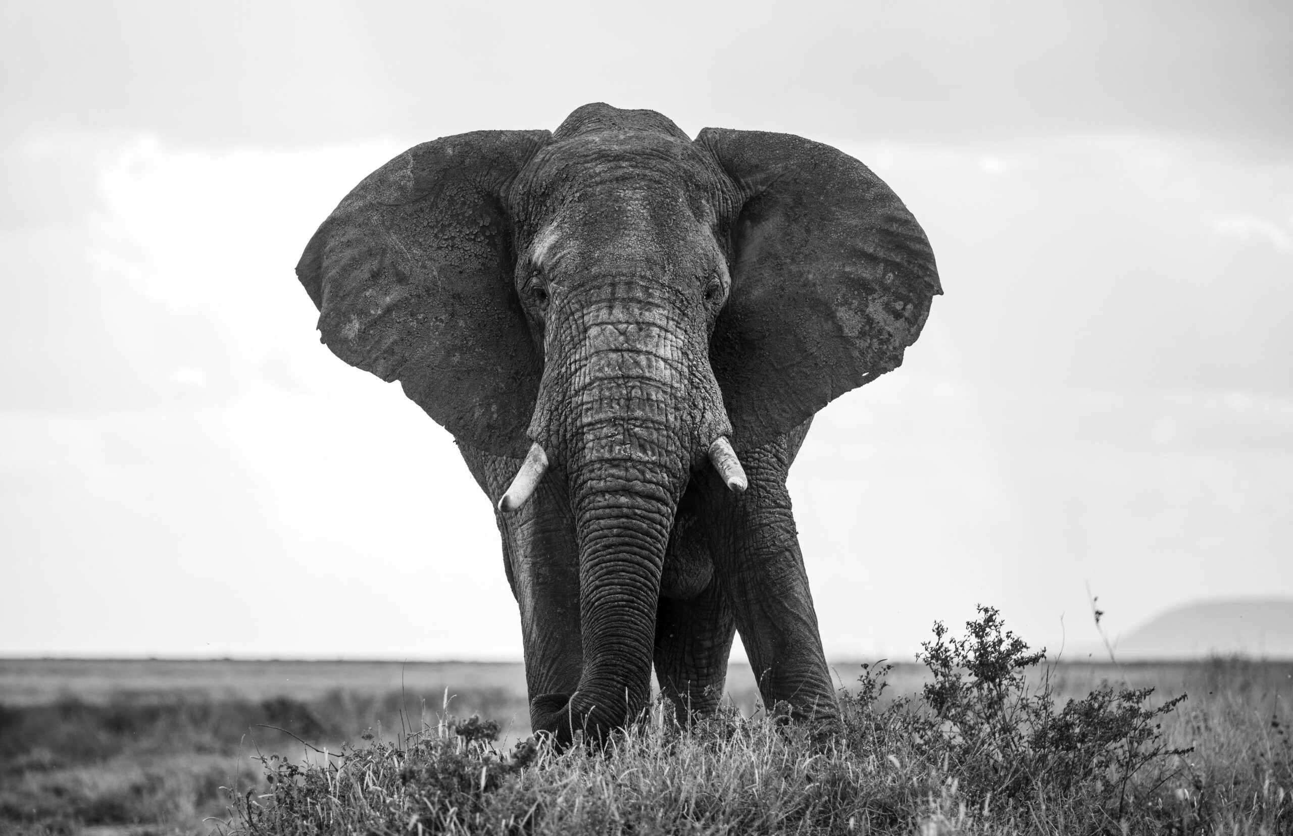 Best time for Tanzania Safari