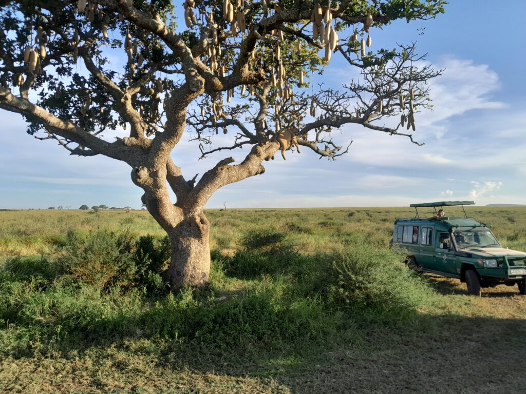 Tanzania safari what to expect