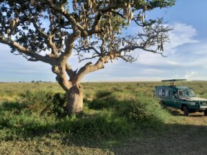 Tanzania safari what to expect