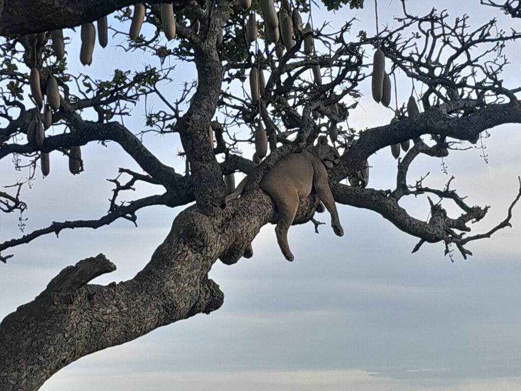 Selous Game Reserve Safari