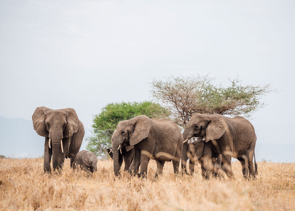 Selous Game Reserve Safari