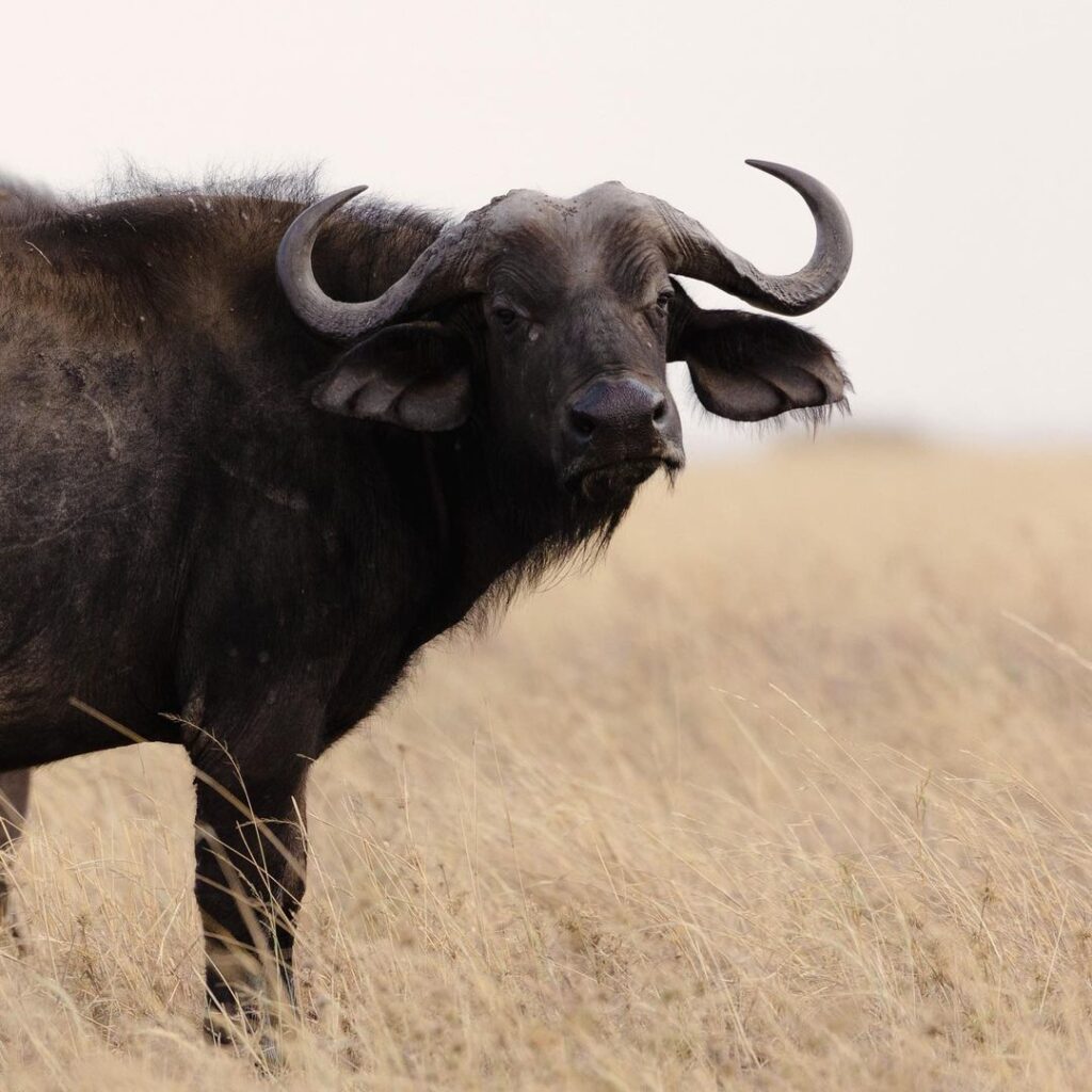 Selous Game Reserve Safari