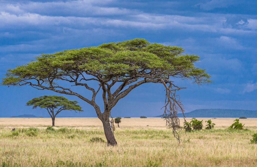 Tanzania safari when to go