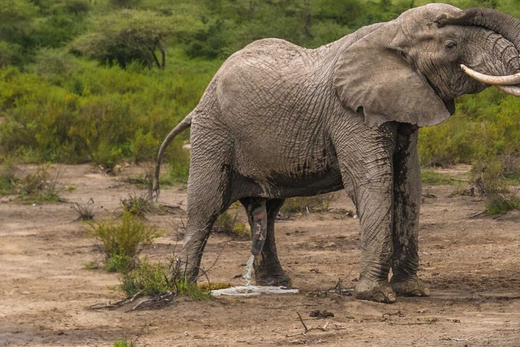 Ruaha National Park Safari