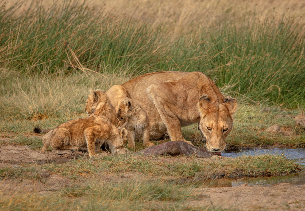 7 day Tanzania safari itinerary