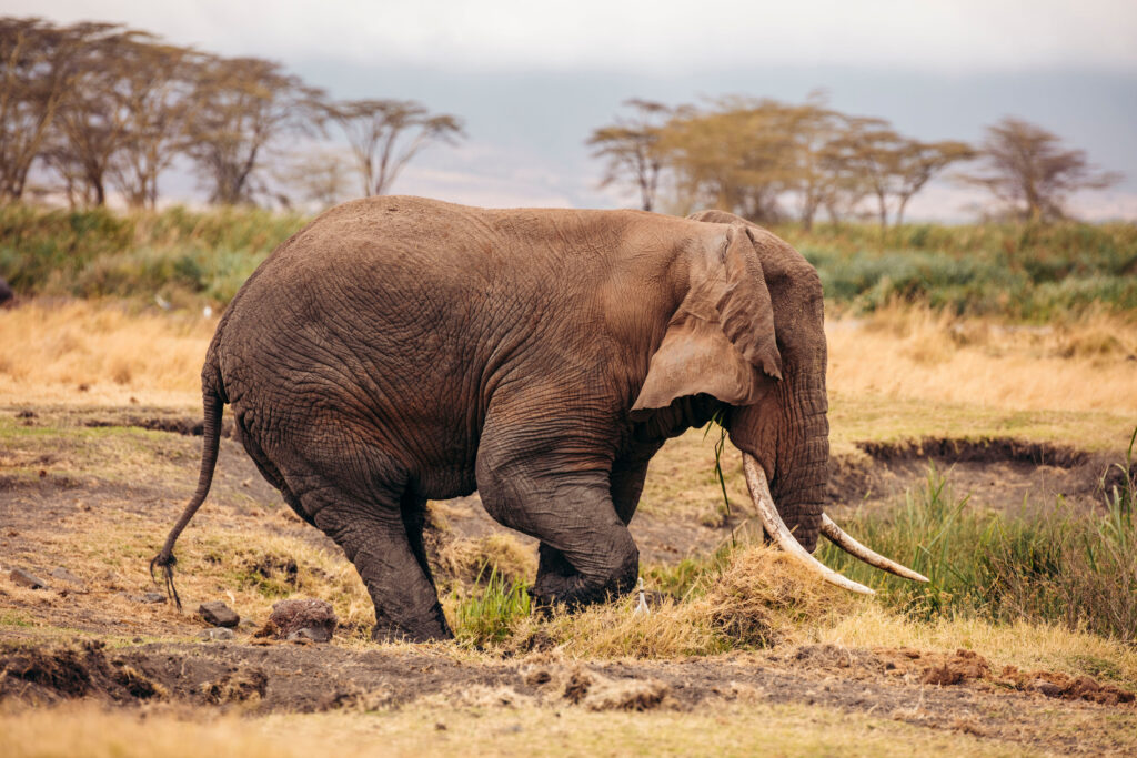 7-Day Tanzania Safari Itinerary